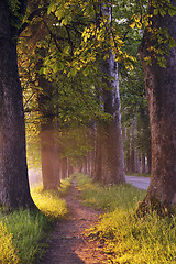 Image showing sunrise in beautiful alley