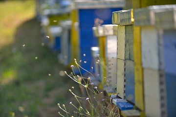 Image showing honey bee home in nature