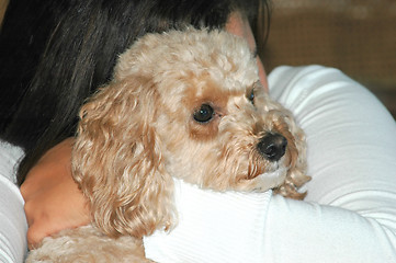 Image showing Toy Poodle