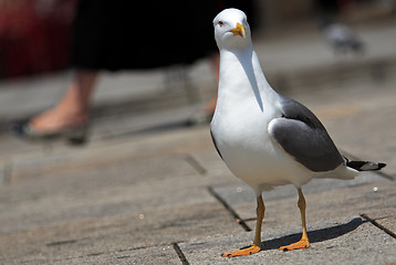 Image showing Seagull