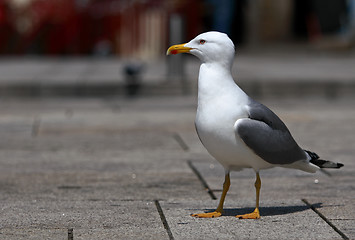 Image showing Seagull