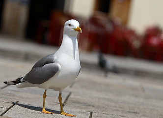 Image showing Seagull