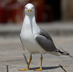 Image showing Seagull