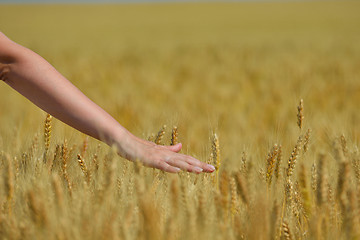 Image showing hand in wheat field