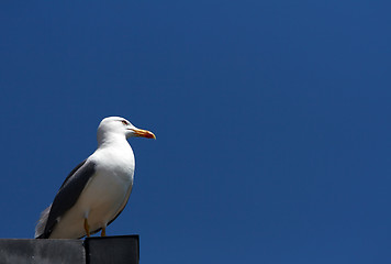 Image showing Seagull