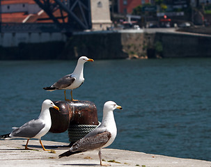 Image showing Seagulls