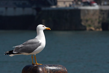 Image showing Seagull