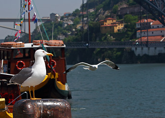 Image showing Seagulls