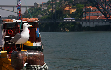 Image showing Seagull