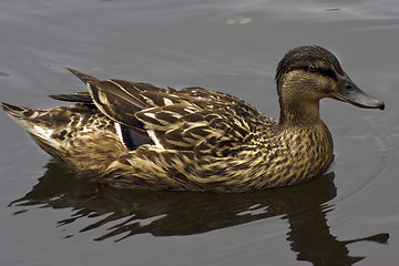 Image showing a duck in the lake