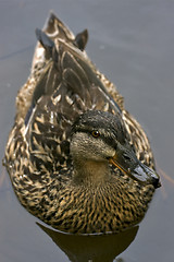 Image showing brown duck in the grey