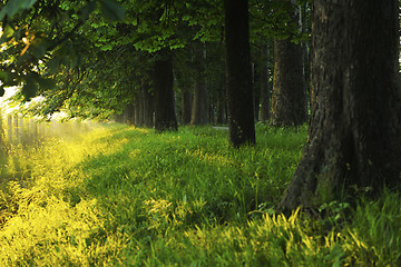 Image showing sunrise in beautiful alley