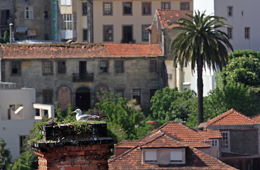 Image showing Seagull's nest