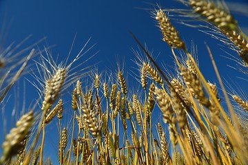 Image showing wheat field with blue sky in background