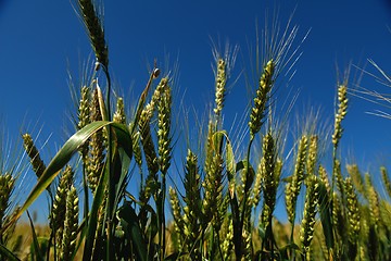 Image showing wheat field with blue sky in background