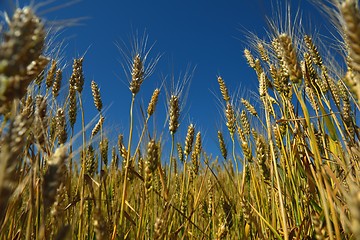 Image showing wheat field with blue sky in background