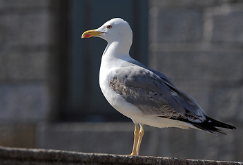 Image showing Seagull