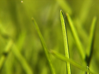 Image showing green grass background