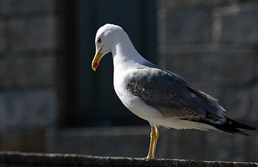 Image showing Seagull