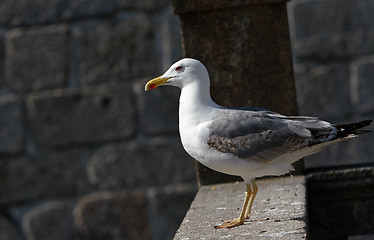 Image showing Seagull