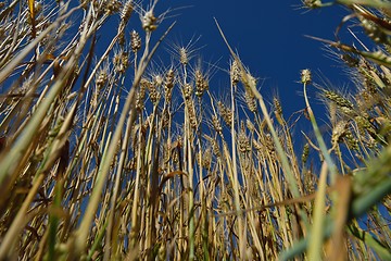 Image showing wheat field with blue sky in background