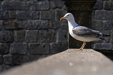 Image showing Seagull