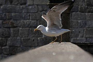 Image showing Seagull