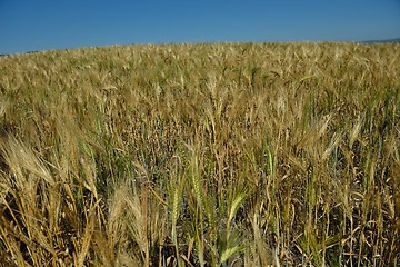 Image showing wheat field with blue sky in background