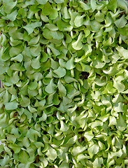 Image showing Green carpet