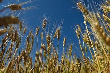 Image showing wheat field with blue sky in background