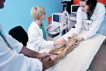 Image showing veterinarian and assistant in a small animal clinic