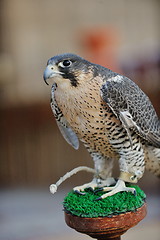 Image showing arab falcon bird