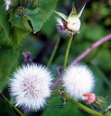 Image showing Dandelions