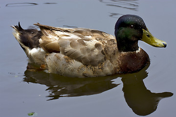 Image showing reflex of a duck