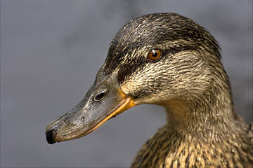 Image showing a duck in the lake