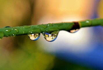 Image showing Raindrops on bamboo grass