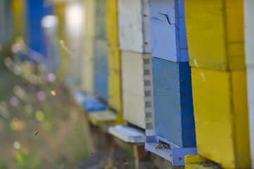 Image showing honey bee home in nature