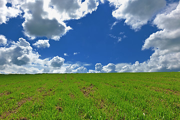 Image showing grass and sky nature backgrond