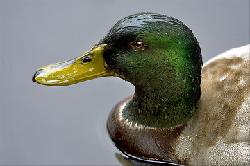 Image showing a duck in the grey