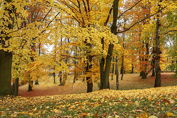 Image showing Autumn still life with yellow maple leaves