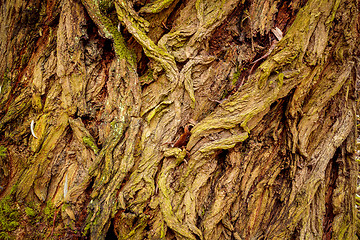 Image showing grunge bark texture