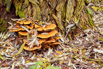 Image showing autumn mushroom