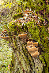 Image showing autumn mushroom