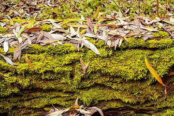 Image showing grunge autumn background  with green moss