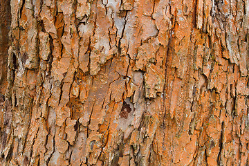 Image showing grunge bark texture