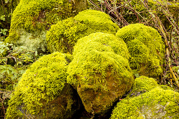 Image showing Bright Green Moss (bryophytes) on tree trunks