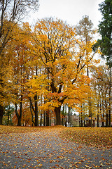 Image showing Autumn in park with yellow leaves on ground