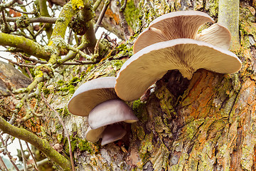 Image showing autumn mushroom on tree