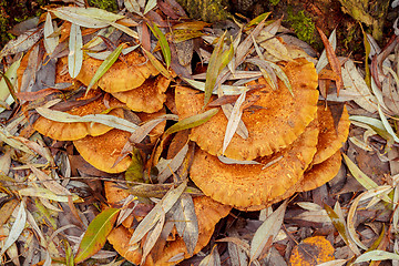 Image showing autumn mushroom