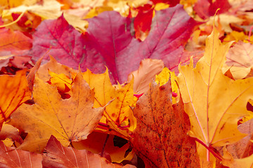 Image showing Fall orange and red autumn leaves on ground